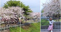 潮州河濱公園花旗木 粉嫩花朵仙氣逼人，一整排搖旗怒放迎接春天