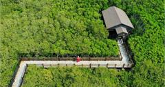 新竹「龍貓隧道」美翻！新豐紅樹林生態豐富宛如隱世秘境