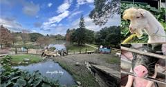 宜蘭｜宜農牧場：天竺鼠、羊、小豬，近距離和多種可愛動物互動！