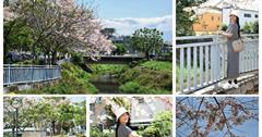 屏東｜潮州河濱公園：漫遊民治溪畔花旗木步道，粉嫩花朵綻放猶如飛日本賞櫻