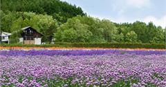 日本夏季賞花5選：梅雨繡球花、陽光向日葵與浪漫薰衣草來報到