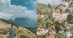 南投 | 合歡山高山杜鵑花季 不用翻山越嶺 賞花熱點祕境就走這一條！合歡山假日高乘載交通管制懶人包