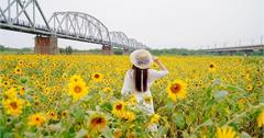 屏東｜下淡水溪鐵橋：打卡浪漫黃色向日葵海，和新舊鐵路合照！