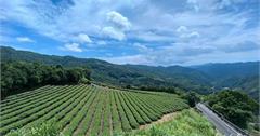新北｜南山寺景觀平台：健行步道五分鐘，賞360度無死角茶山與山嵐之美！