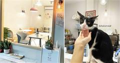 【台北早午餐】貓奴們必訪！博愛特區健康餐飲&便當，下午茶新選擇：吸手吃早午餐