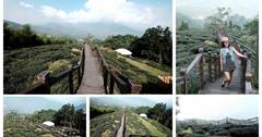 嘉義｜太興岩步道：健行清幽步道，欣賞遼闊茶園及山林景致