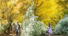 季節限定的沐心泉「黃金楓+白雪木」花季在本週開跑！快來搶先看一波浪漫花海！