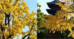 日本｜精選五個京都必訪銀杏景點，秋季限定金黃美景錯過太可惜！