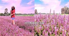 2022桃園仙草花節｜打卡夢幻花海，一秒飛普羅旺斯！「仙茶之舞」五大展區超迷人