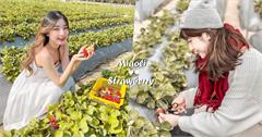 2026苗栗大湖草莓季！活動時間、交通方式、草莓園推薦一次收