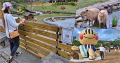 屏東｜四重溪溫泉公園 卡比園區：親近萌度爆表的水豚君，餵食秀別錯過