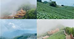 嘉義｜二尖山步道：嘉義版抹茶山！翠綠茶園間的絕美木棧道，老少咸宜踏青首選