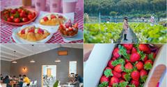 苗栗大湖｜紅色琉璃瓦& SUHU Café：草莓控必訪寵物友善草莓園！草莓現採現吃，咖啡廳滿滿草莓甜點超過癮