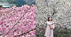 2023草坪頭櫻花季｜五種花一次滿足！嬌嫩櫻花、雪白李花爆開，不用飛日本就能偽出國