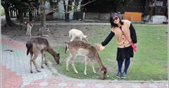 台東｜鹿野梅花鹿公園：近距離親近超萌梅花鹿、餵食紅蘿蔔！台東親子景點推薦