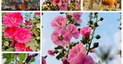 2023學甲蜀葵花文化節開跑了！屬葵花、鼠尾草、雞冠花超美，花況、交通資訊、周邊景點看這篇