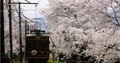 京都櫻花懶人包｜2023年京都交通、觀光及參拜設施漲價資訊一次看！