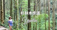 雲林｜杉木林步道：健行親民步道，享受避暑杉林秘境！順遊雲嶺之丘、五元二角超便利