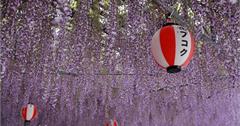 日本｜福岡熊野神社中山大藤祭：300年紫藤隨風搖曳，花香瀰漫，季節限定紫色夢境！