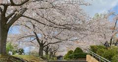 日本｜手宮公園：北海道小樽賞櫻名所，遠眺山海和紅色鳥居夢幻美景！