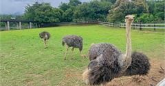 台東｜6個農牧場推薦：動物餵食、採茶體驗、深入原住民生活，這裡還能看整片金針花海！