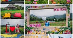 台東｜成功花海：2023百日草花海，五顏六色花卉美不勝收！順便把小農產品帶回家