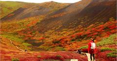 日本｜秋田：美到不斷回眸的紅葉景點，「抱返溪谷」超搶眼紅色吊橋、回顧瀑布，怎麼看都不膩的絕美楓景！