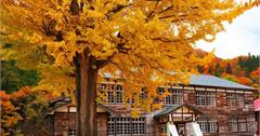 日本｜福島10大秋遊景點懶人包：在寺廟、湖泊前欣賞楓葉、銀杏，紅黃地毯都超美麗