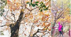 宜蘭｜山毛櫸國家步道：秋季限定橘紅美景，登山時間、交通、衣著、路線資訊指南