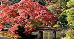 入秋賞紅葉、泡温泉、嘗美食  巢鴨周邊輕裝悠遊散策  感受東京下町在地氛圍