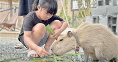 墾丁｜鹿ㄦ島水豚生態園區：全台唯一可以和水豚共游的園區，近距離跟可愛水豚君互動！
