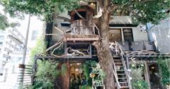 東京｜Les Grands Arbres樹屋咖啡廳：日劇《Dear sister》取景地，在樹上享用自然系餐點
