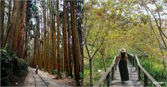 嘉義｜阿里山12條絕美步道推薦：從雲海、日出、神木到櫻花等自然美景，通通都有！