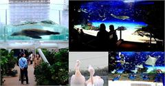 日本｜池袋陽光水族館：高空悠游的企鵝，地表最高的水族館！