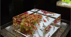 東京｜Art Aquarium Museum GINZA展覽：銀座必朝聖藝術殿堂，超華麗金魚藝術展，聲光與花藝的視覺饗宴～