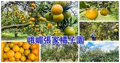 新竹｜峨眉張家橘子園：採橘秘境～滿山遍野無籽桶柑，超壯觀！還有唯美夢幻橘子隧道。