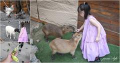 宜蘭｜回巢Homing：礁溪最夯親子農場，和可愛小動物近距離接觸還附兒童遊戲區，全家大小一起來玩！