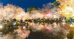 京都｜東寺：日本最古老的寺院，絕美的夜楓，實在太驚人～不論白天夜晚超美賞楓景點。
