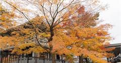日本｜東本願寺：京都古老木製寺院，擁有世界最大規模木造建築，還可以欣賞銀杏美景～