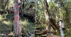 宜蘭｜太平山國家森林遊樂區：一探鐵杉林、檜木原始林步道的迷人風貌！感受山林魅力