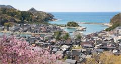 關西賞櫻秘境竹野海岸　粉嫩春櫻交織蔚藍日本海唯美景色