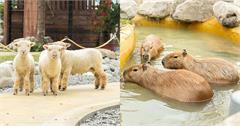 宜蘭新景點再加１！「蘭陽動植物王国」全台唯一澳洲袋鼠親子互動園區！試營運優惠票價延長至4/7！
