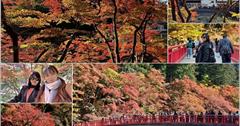 日本香嵐溪賞楓半日遊！秋冬限定楓紅美景，欣賞山谷4000棵楓樹宛若紅霞！