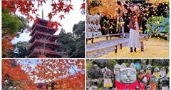 日本｜高知竹林寺：高知三大庭園之一，銀杏紅葉名所，滿園紅葉繽紛飛揚，還有隱藏版招財貓