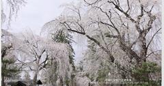 日本｜秋田角館：「小京都」夢幻花海，欣賞「武家屋敷」枝垂櫻、「檜木内川堤」吉野櫻