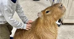 日本神奈川｜Animal Touch：親子必去橫濱室內動物園！與水豚、樹懶、貓頭鷹親密接觸！