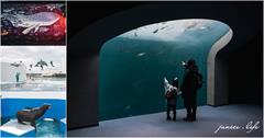 日本｜四國水族館：超震撼巨型水槽、70多種夢幻水景、超人氣可愛海豚秀，親子旅遊首選