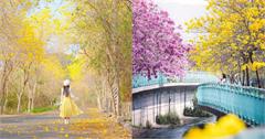 2026全台黃花風鈴木景點懶人包！打卡3月限定黃金雨，雙色風鈴木美如畫！