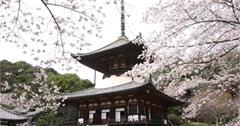 日本｜春遊和歌山必訪5大景點