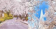 2026韓國首爾櫻花季：花期預測、7大賞櫻景點大公開，最佳賞櫻時機別錯過！
